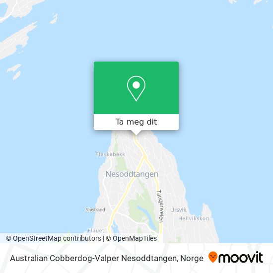 Australian Cobberdog-Valper Nesoddtangen kart