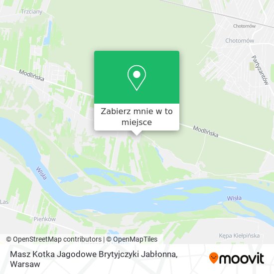 Mapa Masz Kotka Jagodowe Brytyjczyki Jabłonna