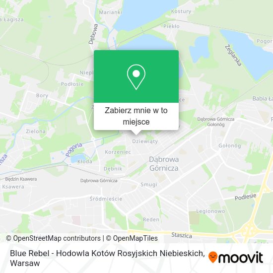 Mapa Blue Rebel - Hodowla Kotów Rosyjskich Niebieskich