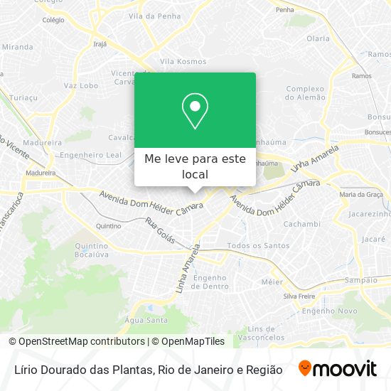 Lírio Dourado das Plantas mapa