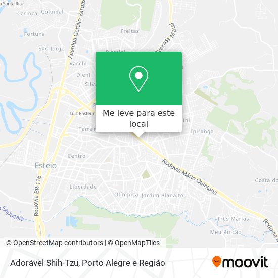 Adorável Shih-Tzu mapa