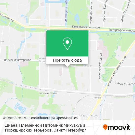 Карта Диана, Племенной Питомник Чихуахуа и Йоркширских Терьеров