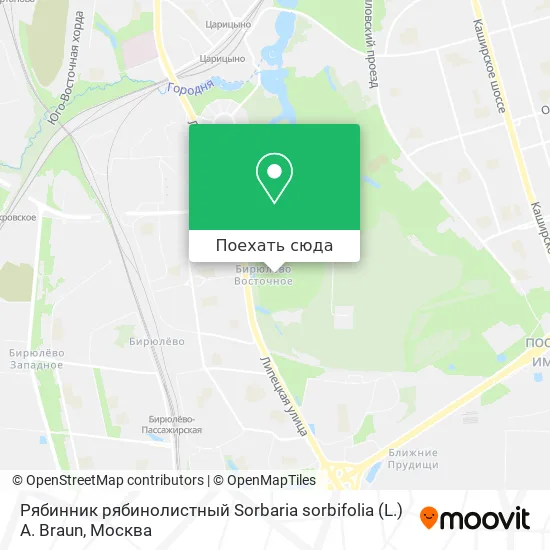 Карта Рябинник рябинолистный Sorbaria sorbifolia (L.) A. Braun