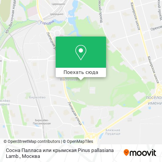 Карта Сосна Палласа или крымская Рinus pallasiana Lamb.