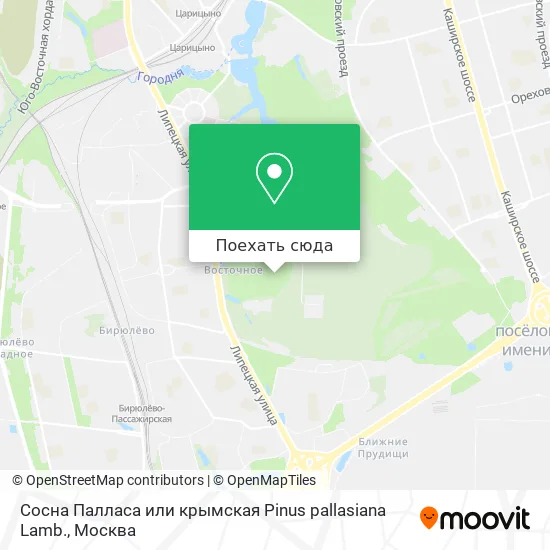 Карта Сосна Палласа или крымская Рinus pallasiana Lamb.