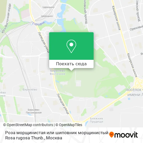 Карта Роза морщинистая или шиповник морщинистый Rosa rugosa Thunb.