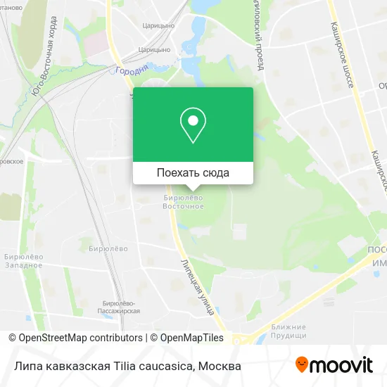 Карта Липа кавказская Tilia caucasica