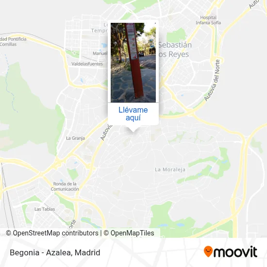 Mapa Begonia - Azalea