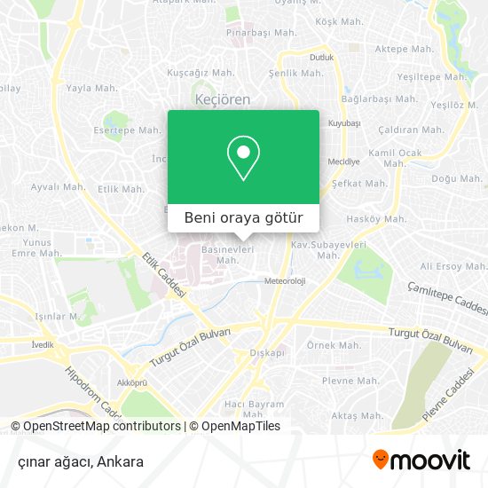 çınar ağacı harita