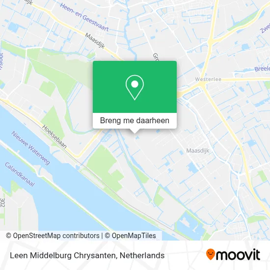 Leen Middelburg Chrysanten kaart