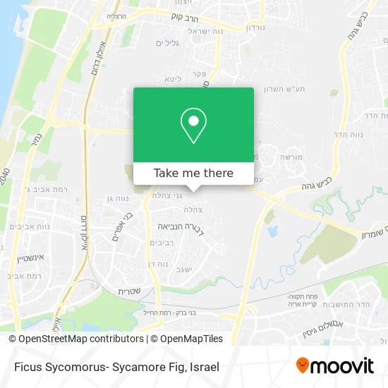 Карта Ficus Sycomorus- Sycamore Fig