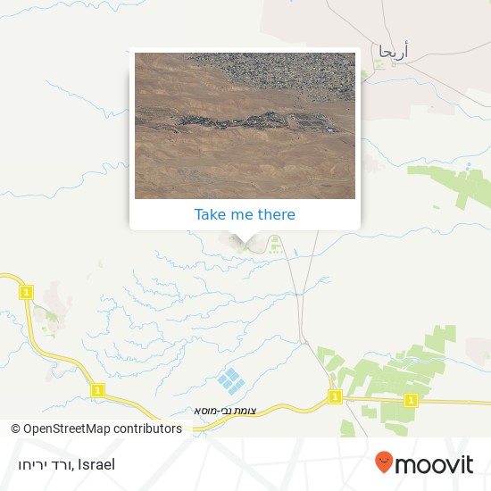 ורד יריחו map