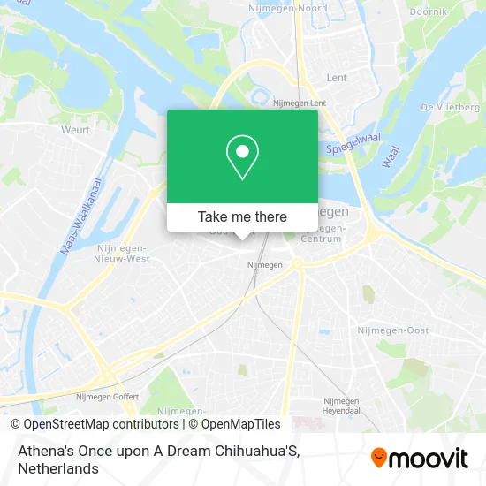 Athena's Once upon A Dream Chihuahua'S map