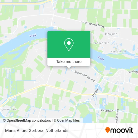 Mans Allure Gerbera map
