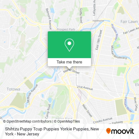 Mapa de Shihtzu Puppy Tcup Puppies Yorkie Puppies