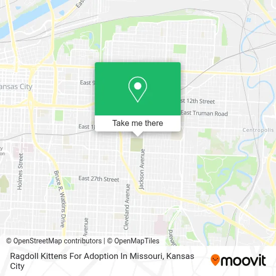 Ragdoll Kittens For Adoption In Missouri map