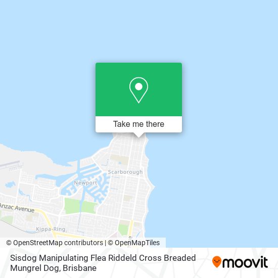 Sisdog Manipulating Flea Riddeld Cross Breaded Mungrel Dog map