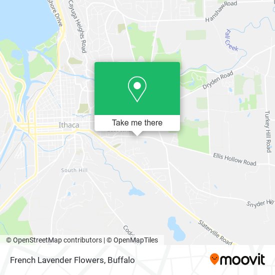 Mapa de French Lavender Flowers