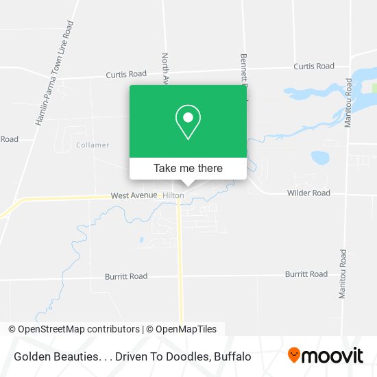 Golden Beauties. . . Driven To Doodles map