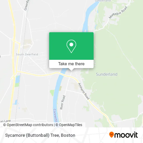 Sycamore (Buttonball) Tree map