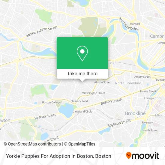 Yorkie Puppies For Adoption In Boston map