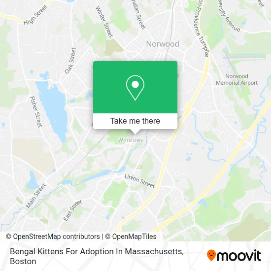 Bengal Kittens For Adoption In Massachusetts map