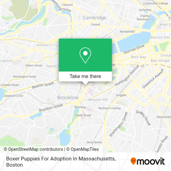 Boxer Puppies For Adoption In Massachusetts map
