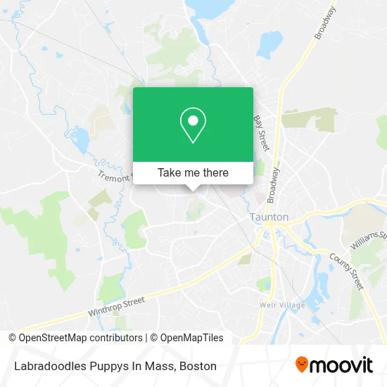 Labradoodles  Puppys In Mass map