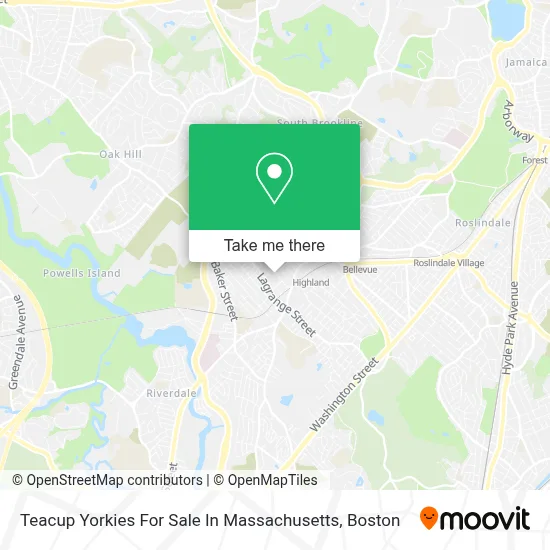 Teacup Yorkies For Sale In Massachusetts map
