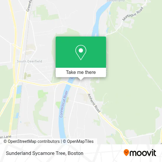 Sunderland Sycamore Tree map