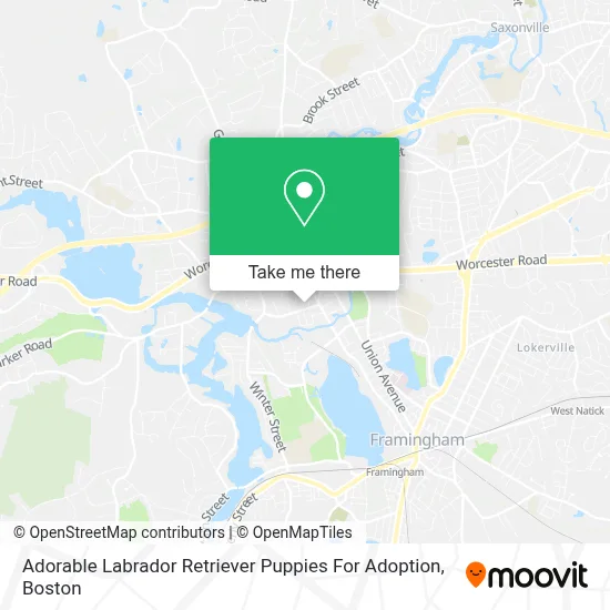 Adorable Labrador Retriever Puppies For Adoption map