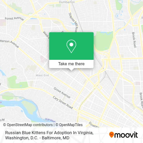 Russian Blue Kittens For Adoption In Virginia map
