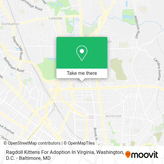 Ragdoll Kittens For Adoption In Virginia map