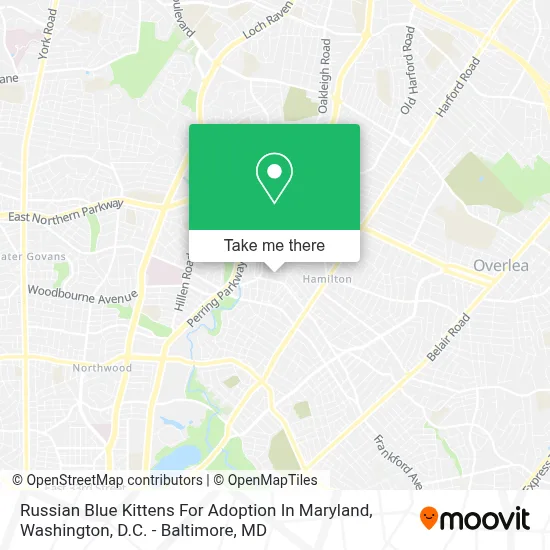 Russian Blue Kittens For Adoption In Maryland map