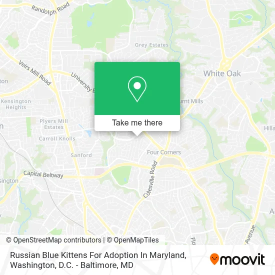 Russian Blue Kittens For Adoption In Maryland map
