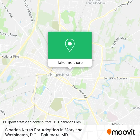 Siberian Kitten For Adoption In Maryland map