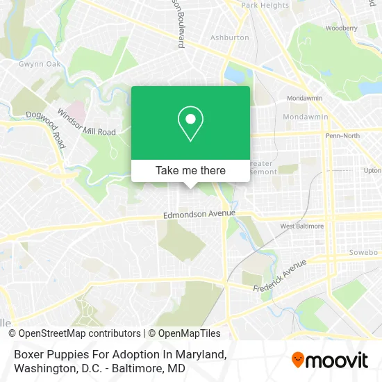 Boxer Puppies For Adoption In Maryland map