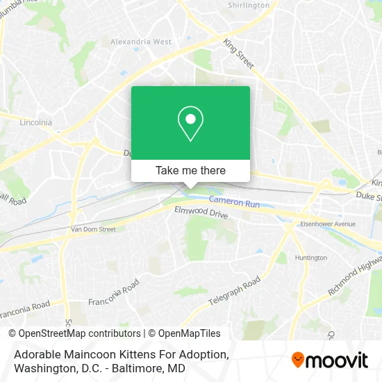 Adorable Maincoon Kittens For Adoption map