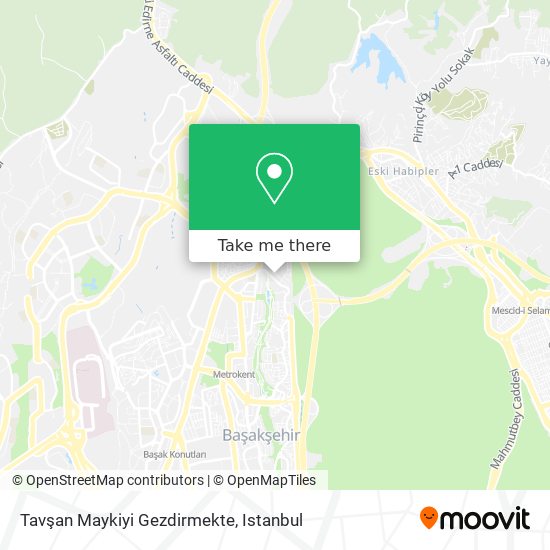 Tavşan Maykiyi Gezdirmekte map