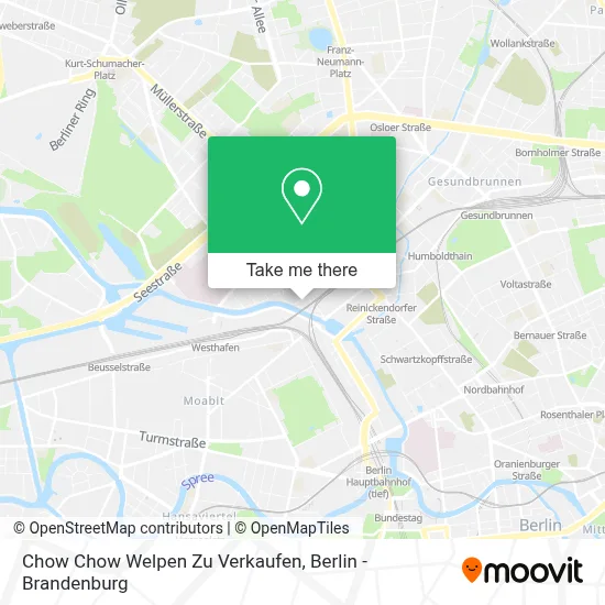 Chow Chow Welpen Zu Verkaufen map