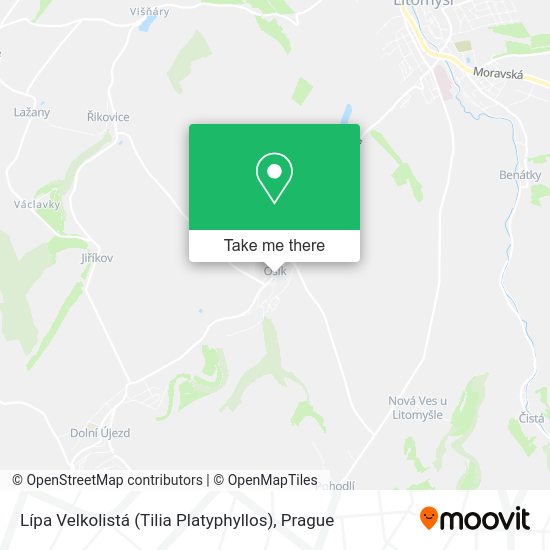Lípa Velkolistá (Tilia Platyphyllos) map