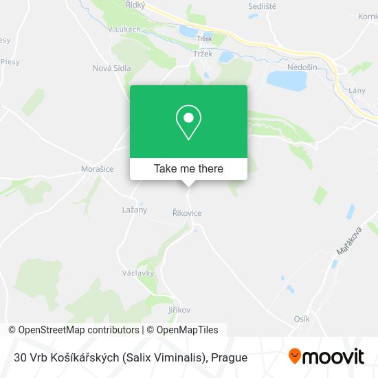 30 Vrb Košíkářských (Salix Viminalis) map