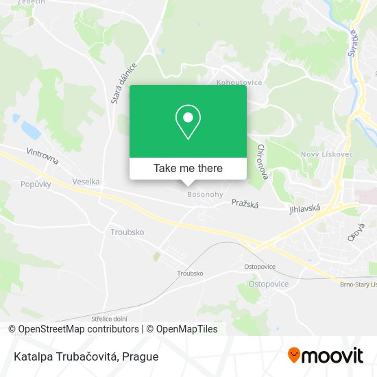 Карта Katalpa Trubačovitá