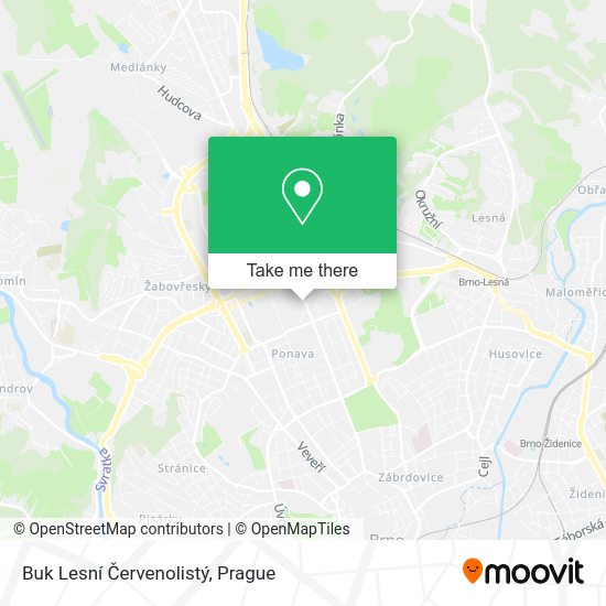 Buk Lesní Červenolistý map