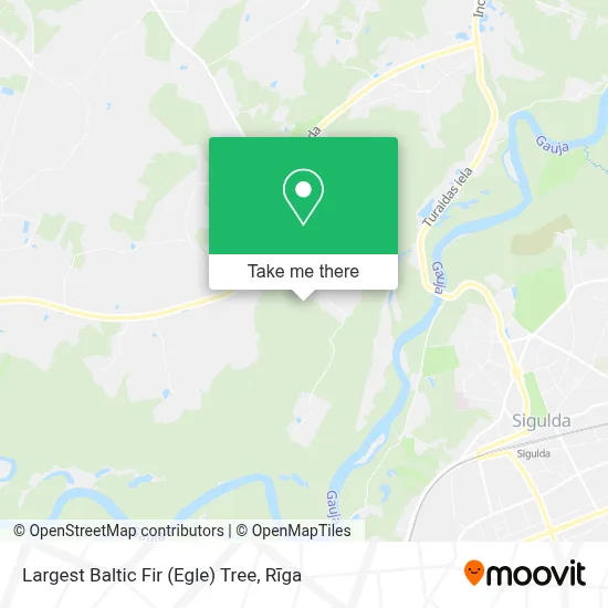 Largest Baltic Fir (Egle) Tree map