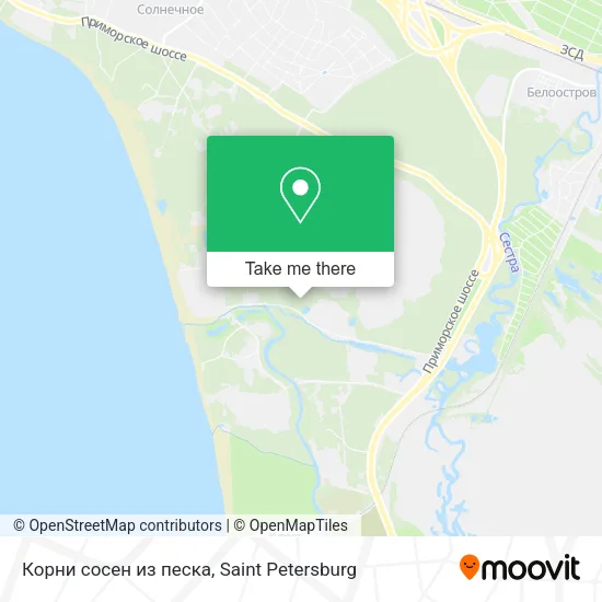 Корни сосен из песка map