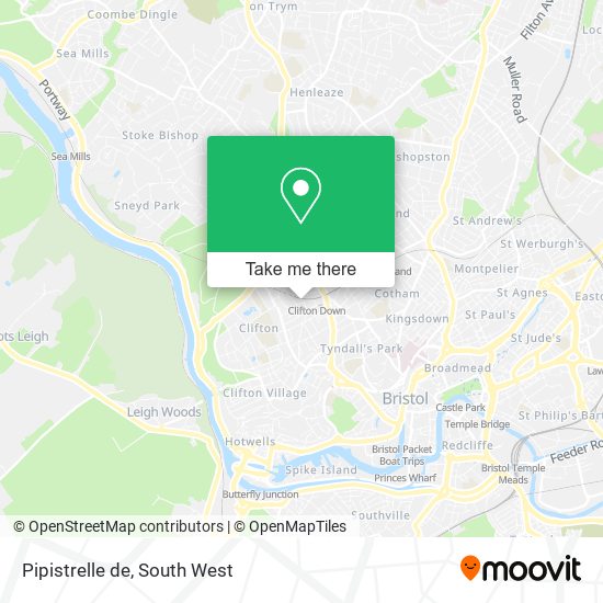 Pipistrelle de map