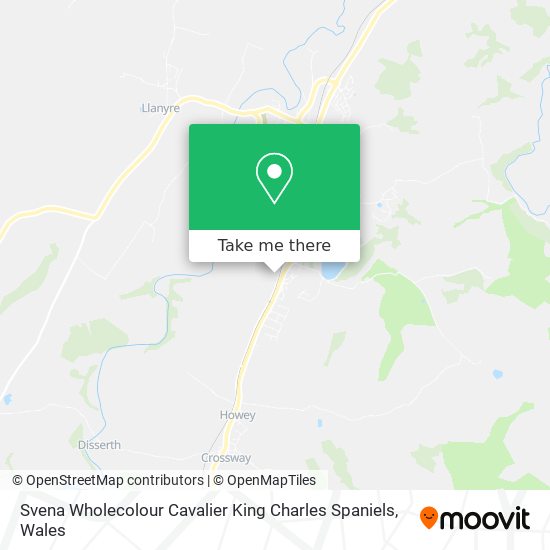 Svena Wholecolour Cavalier King Charles Spaniels map