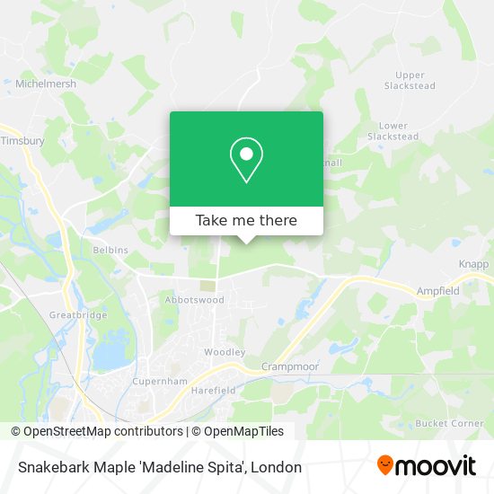 Snakebark Maple 'Madeline Spita' map