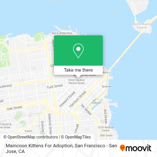 Maincoon Kittens For Adoption map